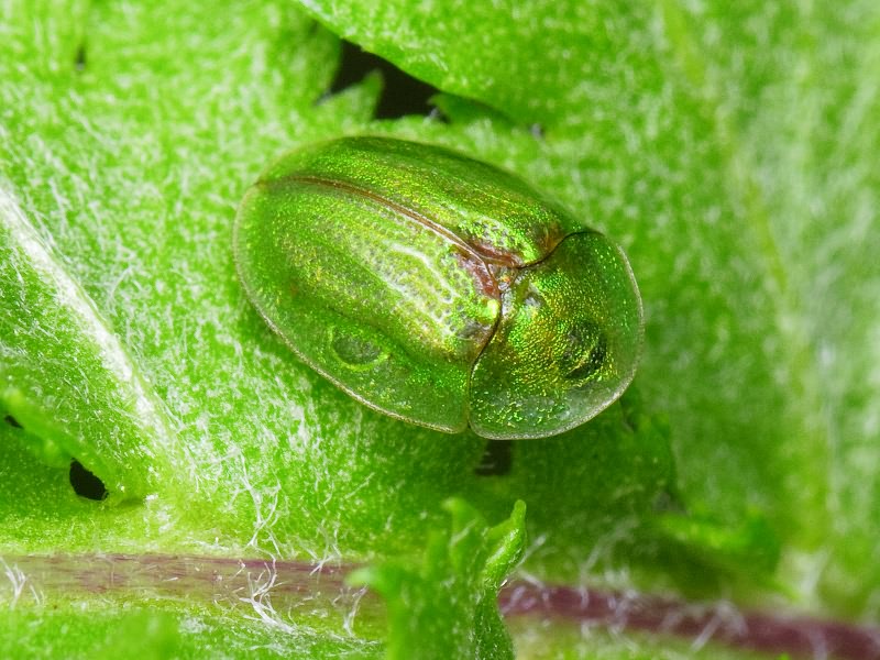 Cassida (Cassida) stigmatica Suffrian, 1844